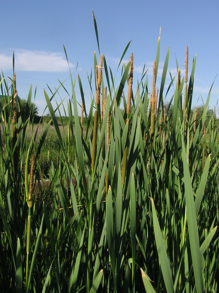 Изображение особи Typha &times; glauca.