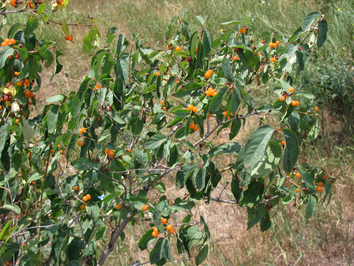 Изображение особи Lonicera tatarica.