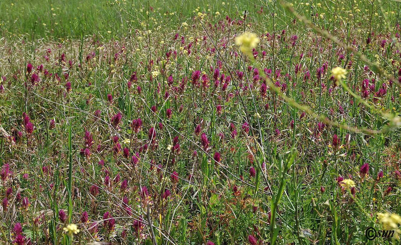 Image of Melampyrum arvense specimen.