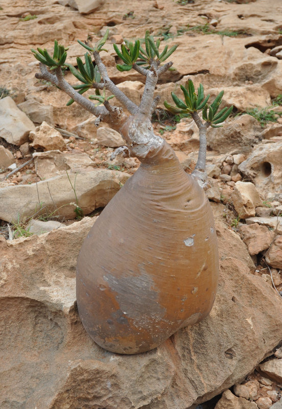 Изображение особи Adenium obesum ssp. socotranum.