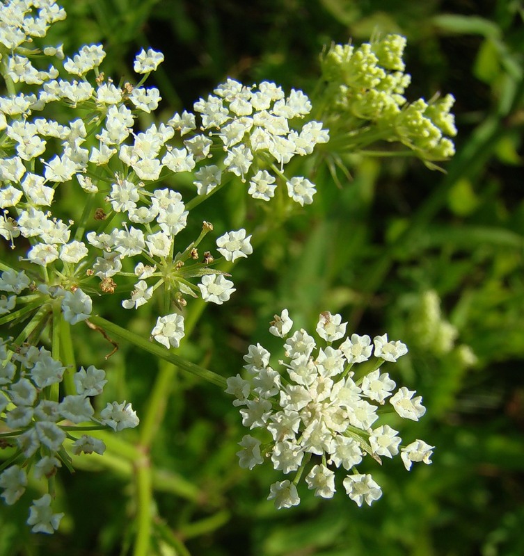 Image of Sium latifolium specimen.