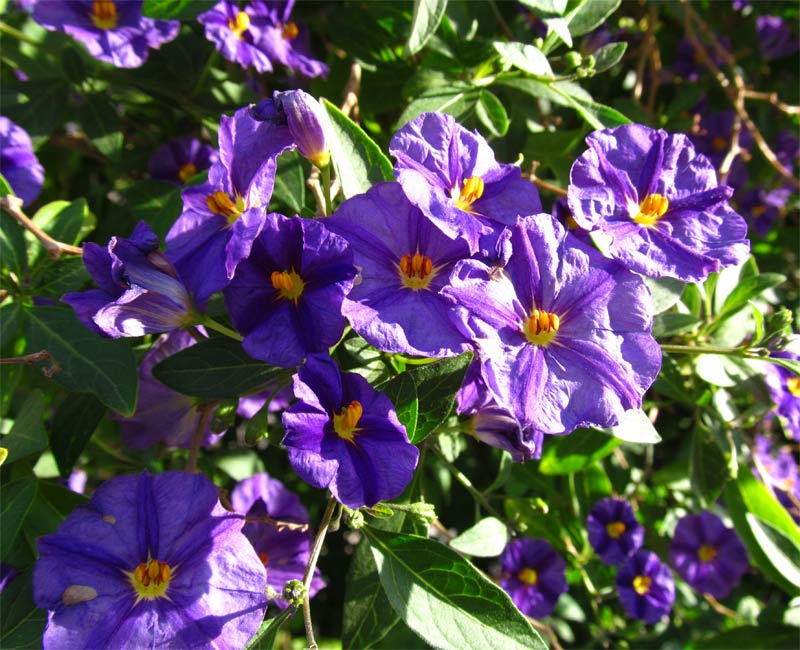 Image of Lycianthes rantonnetii specimen.