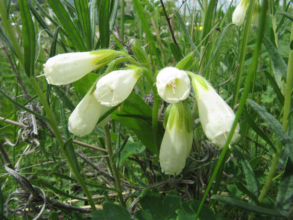 Image of Onosma volgensis specimen.