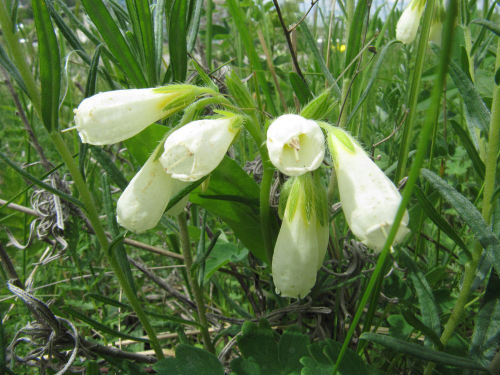 Изображение особи Onosma volgensis.