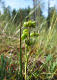 Scheuchzeria palustris