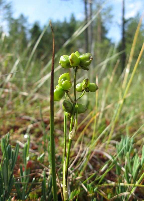 Image of Scheuchzeria palustris specimen.