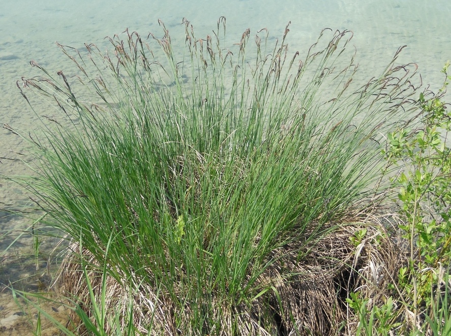 Image of Carex elata specimen.