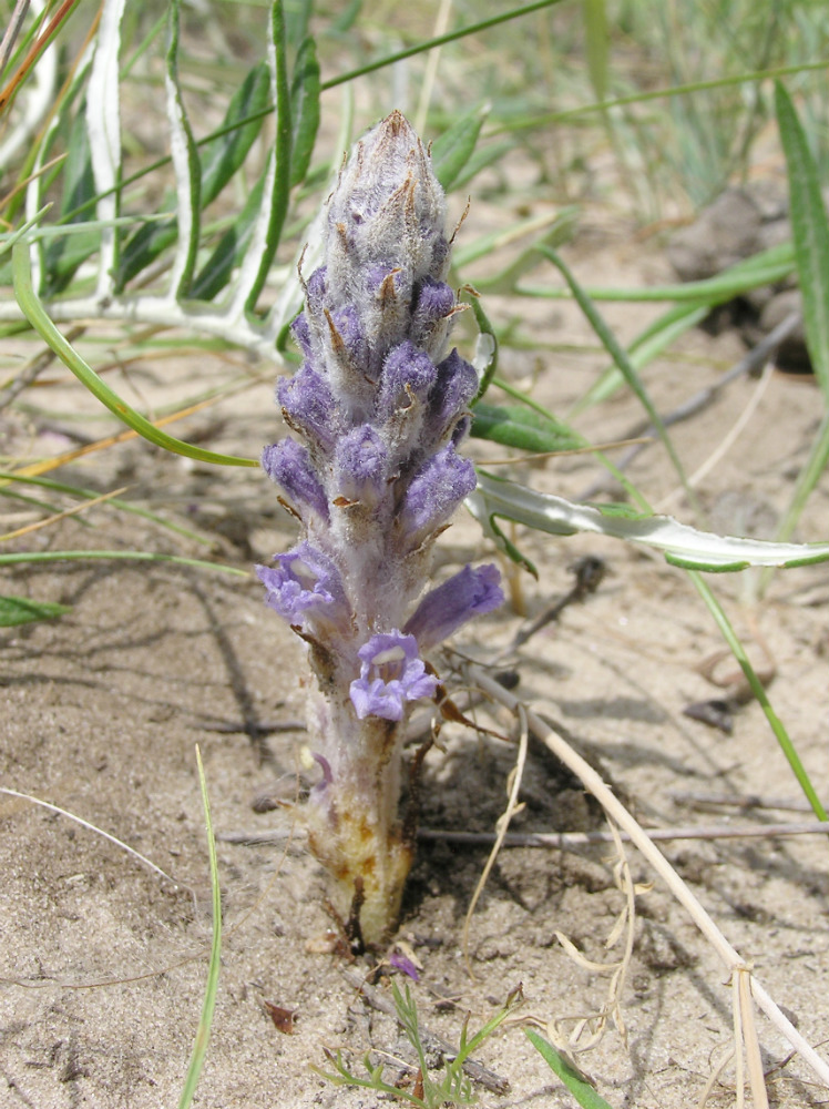 Image of Orobanche coerulescens specimen.