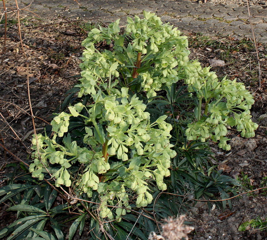 Изображение особи Helleborus foetidus.