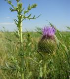 Cirsium serrulatum. Распускающееся соцветие. Краснодарский край, Кущёвский р-н, станица Шкуринская, пойма балки Боброва. 09.07.2009.