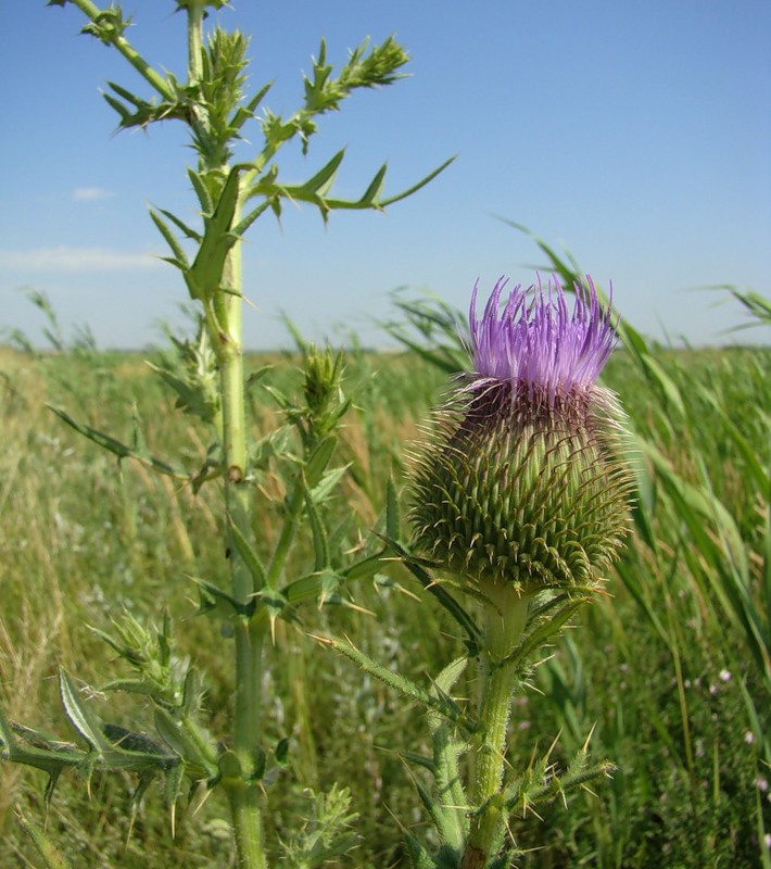Image of Cirsium serrulatum specimen.