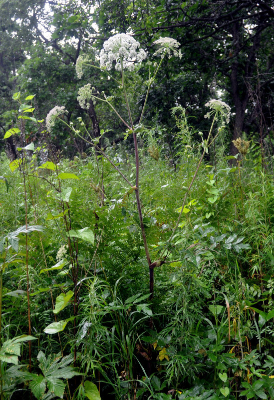 Image of Angelica cincta specimen.