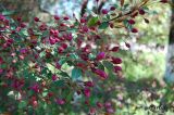 Malus × purpurea