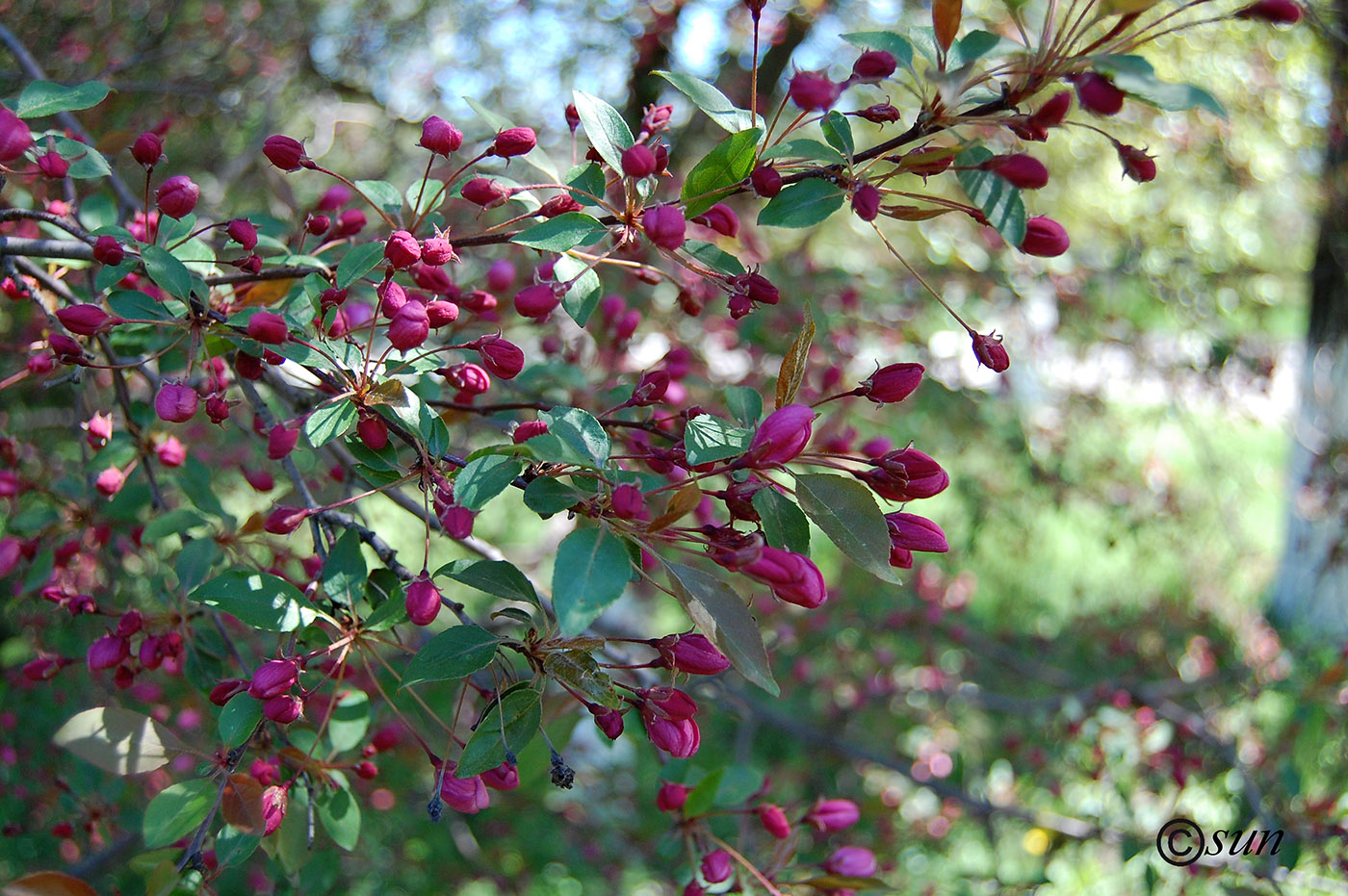 Image of Malus × purpurea specimen.