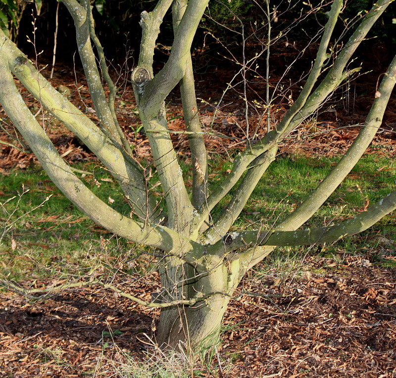 Image of Carpinus japonica specimen.