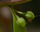 Myoporum acuminatum. Соплодие с незрелыми плодами. Израиль, Шарон, пос. Кфар Шмариягу, в культуре. 06.05.2014.