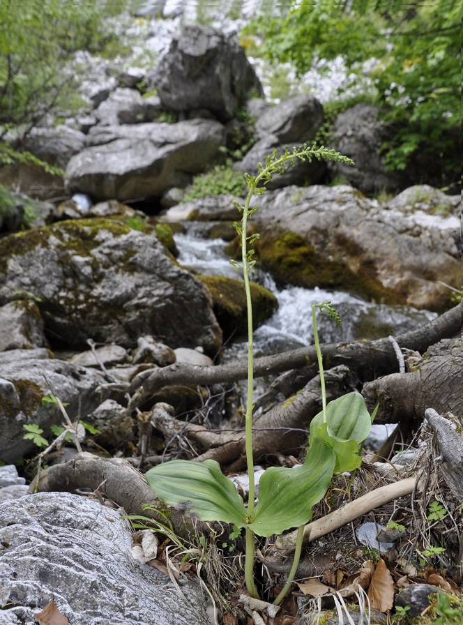 Image of Listera ovata specimen.