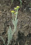 Tanacetum millefolium