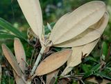 Rhododendron yakushimanum