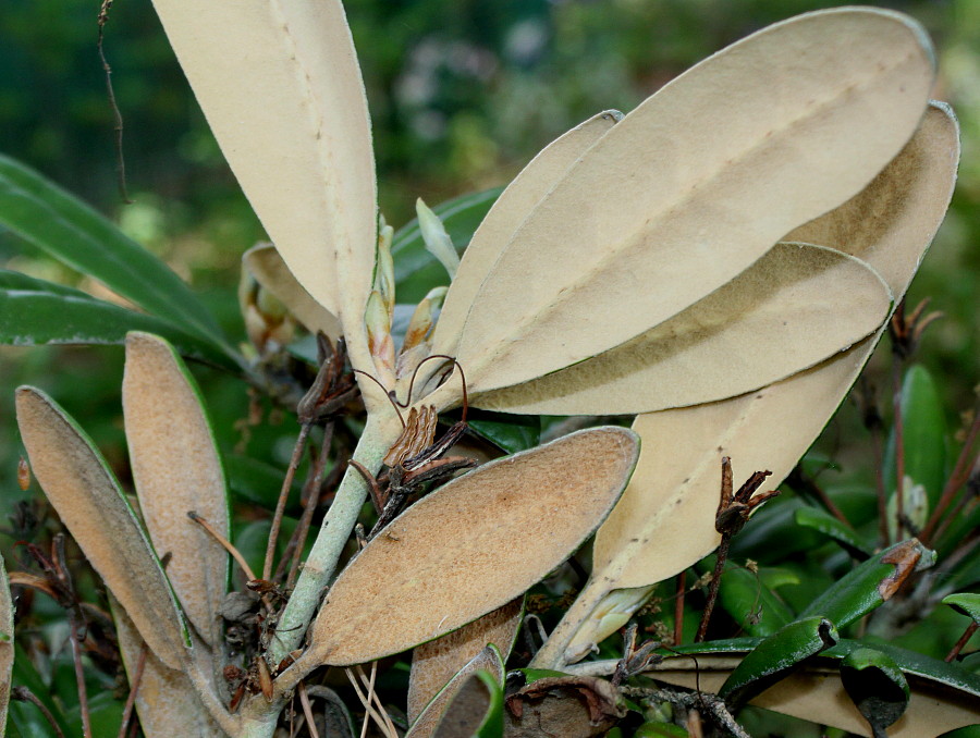 Изображение особи Rhododendron yakushimanum.