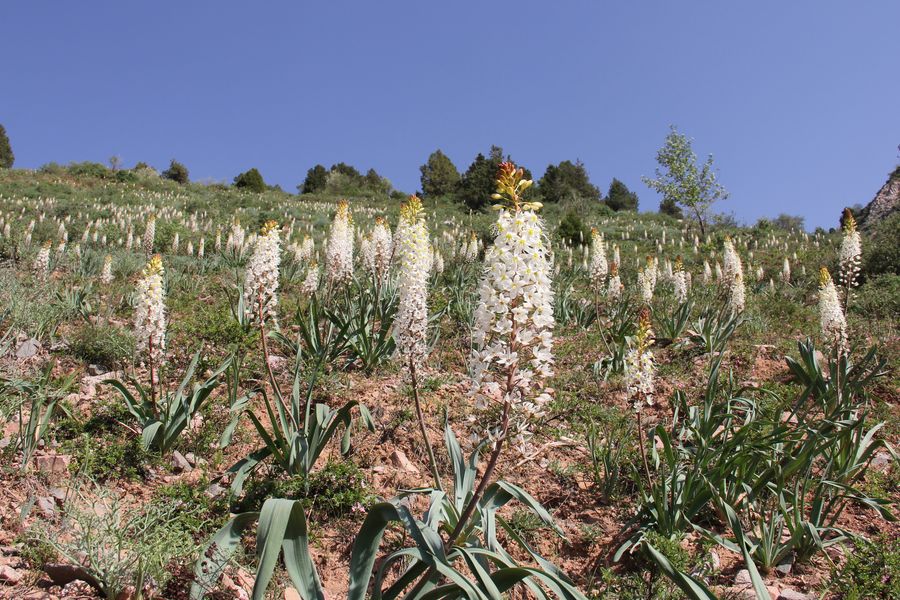 Изображение особи Eremurus lactiflorus.