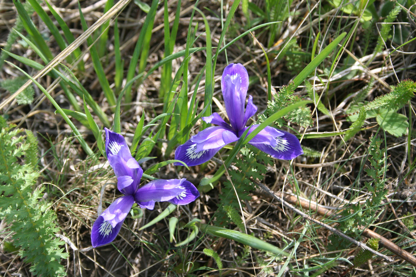 Изображение особи Iris ruthenica.