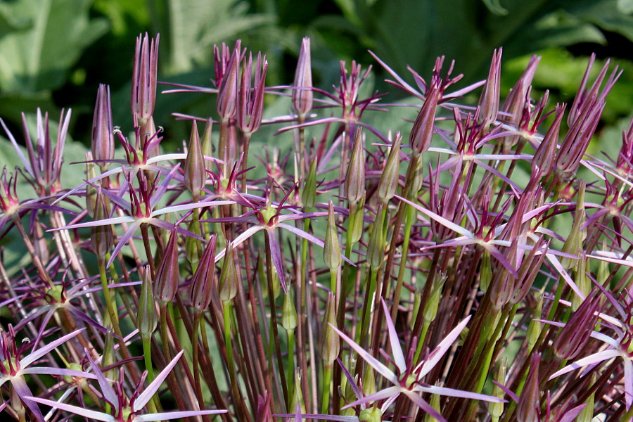 Изображение особи Allium cristophii.