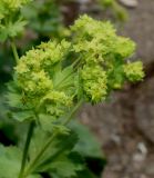 Alchemilla xanthochlora. Соцветие. Германия, г. Дюссельдорф, Ботанический сад университета. 02.06.2014.