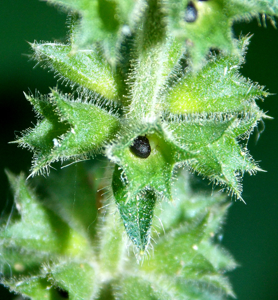 Image of Stachys sylvatica specimen.