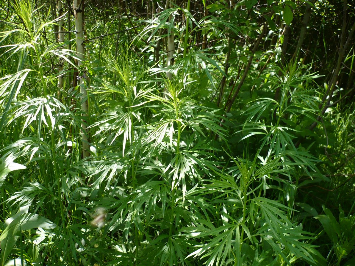 Изображение особи Artemisia vulgaris.