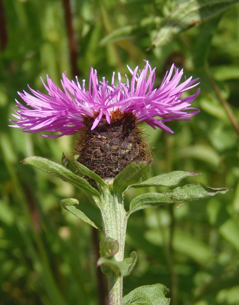 Image of Centaurea carpatica specimen.