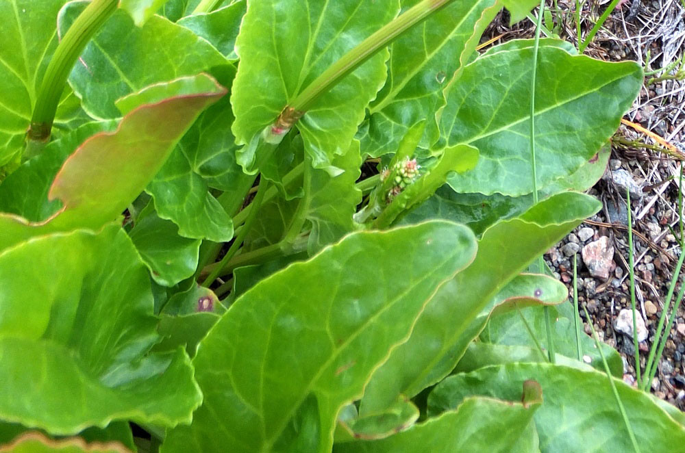 Image of Rumex lapponicus specimen.