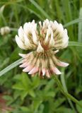 Trifolium repens. Соцветие. Украина, Львовская обл., Дрогобычский р-н, г. Трускавец, Помярки, возле дороги. 02.06.2014.