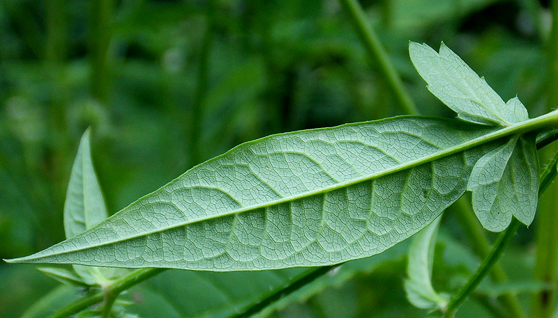 Image of Dipsacus pilosus specimen.