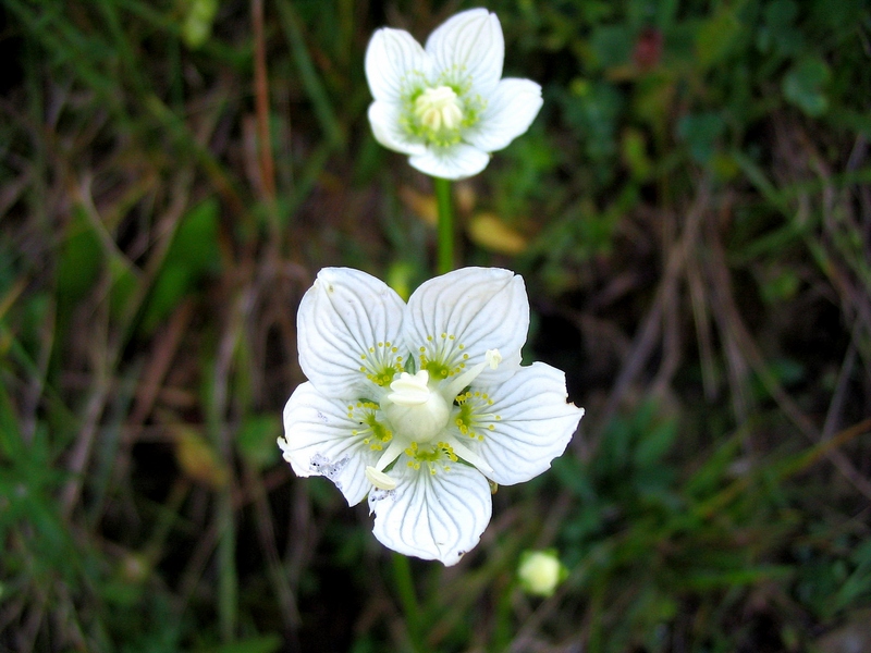 Изображение особи Parnassia palustris.