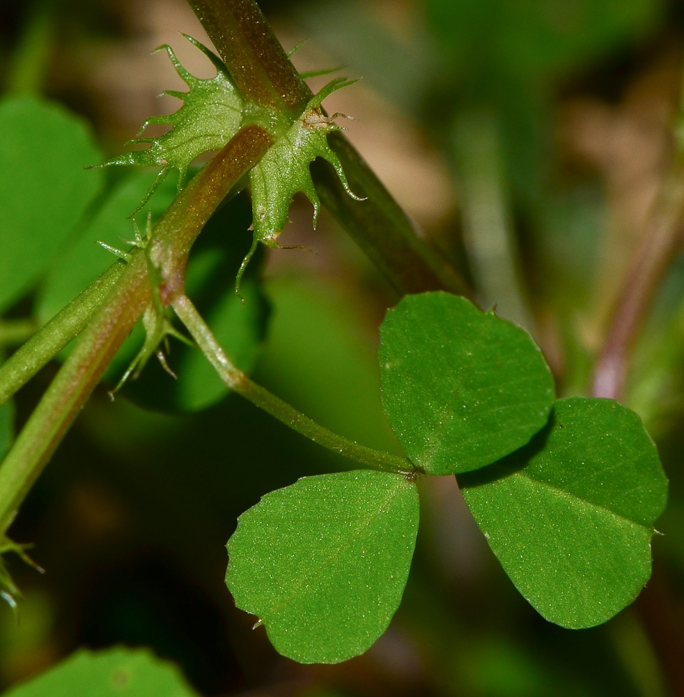 Изображение особи Medicago polymorpha.