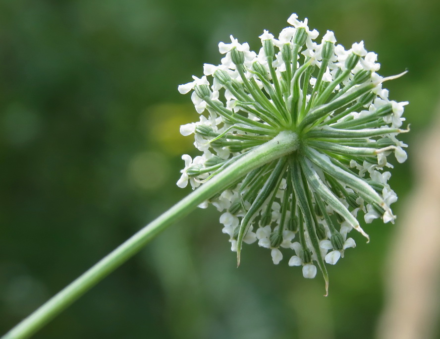 Изображение особи Seseli annuum.