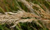 Achnatherum calamagrostis