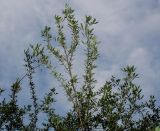 Halimodendron halodendron. Верхняя часть кроны вегетирующего растения. Германия, г. Дюссельдорф, Ботанический сад университета. 05.09.2014.