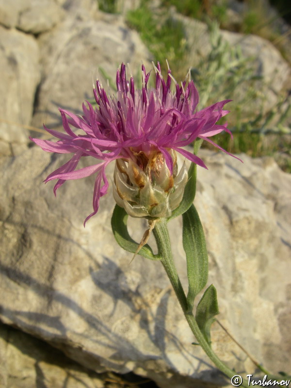 Image of Centaurea vankovii specimen.