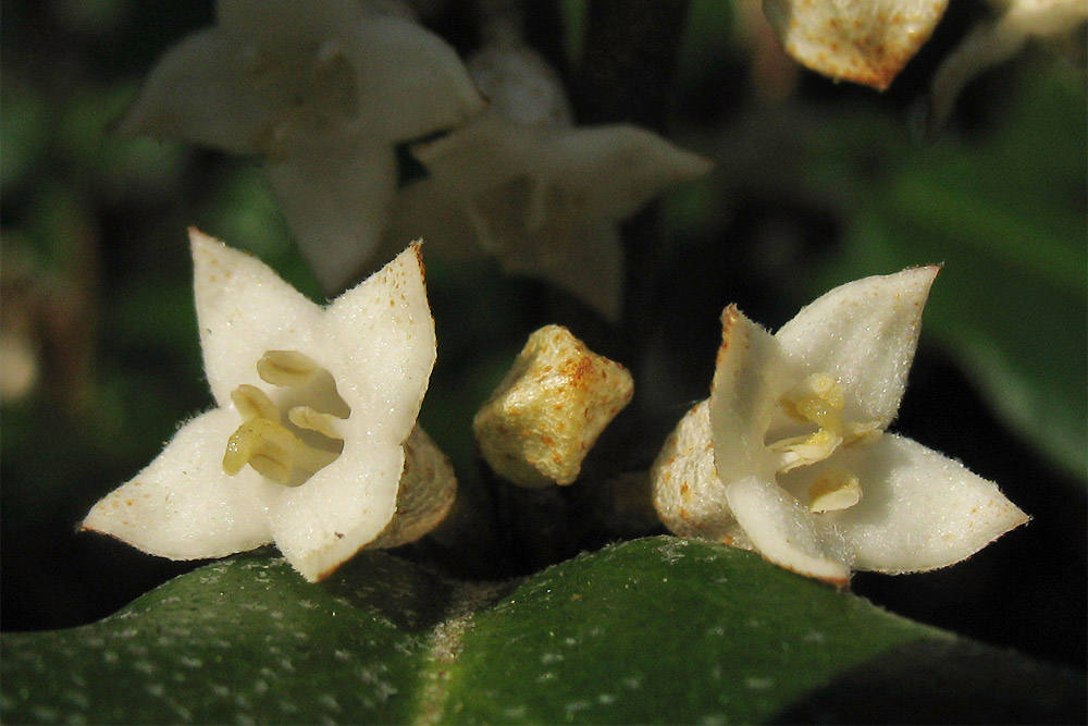 Image of Elaeagnus &times; submacrophylla specimen.