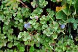 Vaccinium vulcanorum. Верхушка плодоносящего растения. Камчатский край, Ключевская группа вулканов, верховья р. Студеная. 23.07.2013.