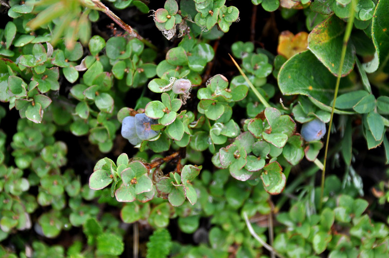 Image of Vaccinium vulcanorum specimen.