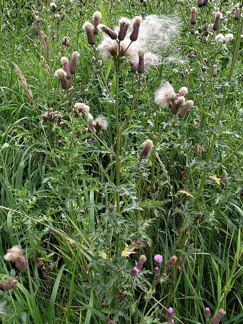 Image of Cirsium arvense specimen.