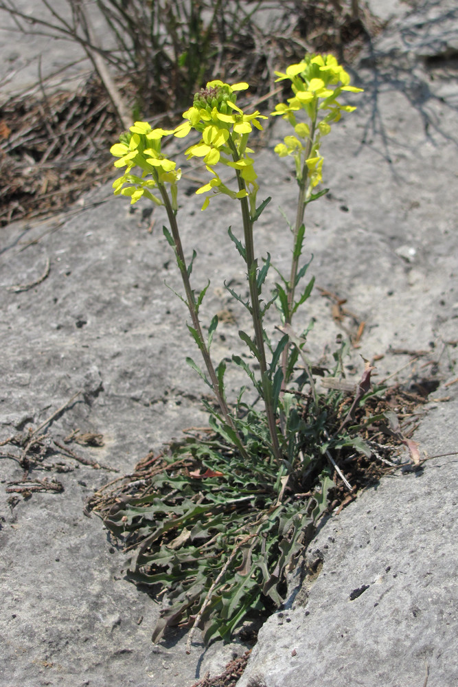 Изображение особи Erysimum cuspidatum.