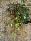 Campanula pendula