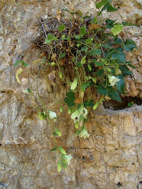 Image of Campanula pendula specimen.