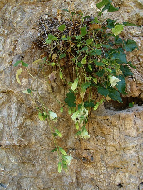 Изображение особи Campanula pendula.