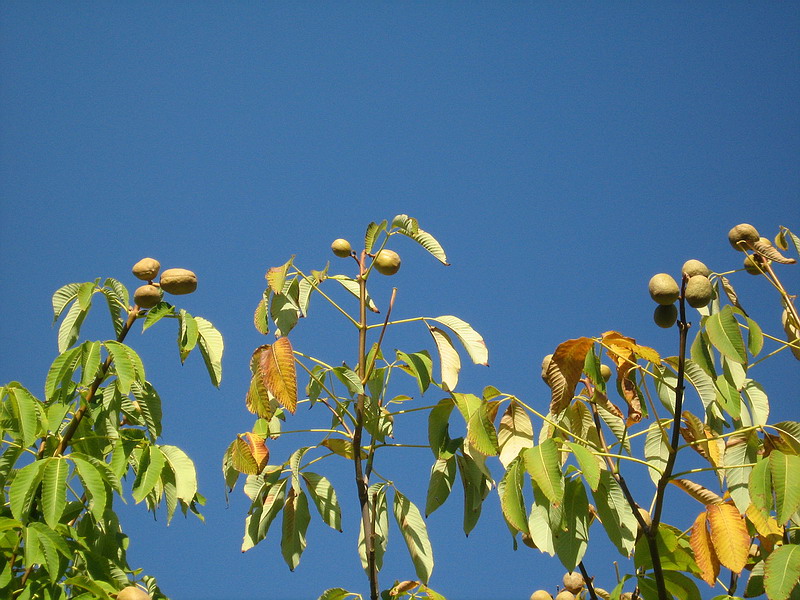 Изображение особи Aesculus pavia.