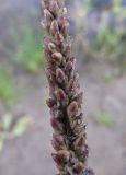 Plantago uliginosa. Часть соплодия. Курская обл., Хомутовский р-н, д. Лёкта, ур. Буровая, р. Свапа, песчаная отмель. 4 августа 2009 г.